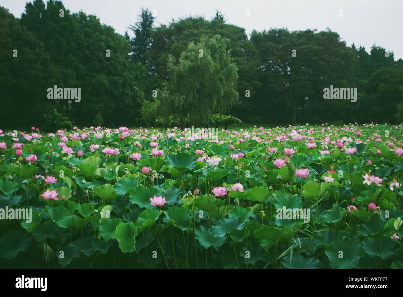 Field Of Pink Lilies High Resolution Stock Photography and Images - Alamy