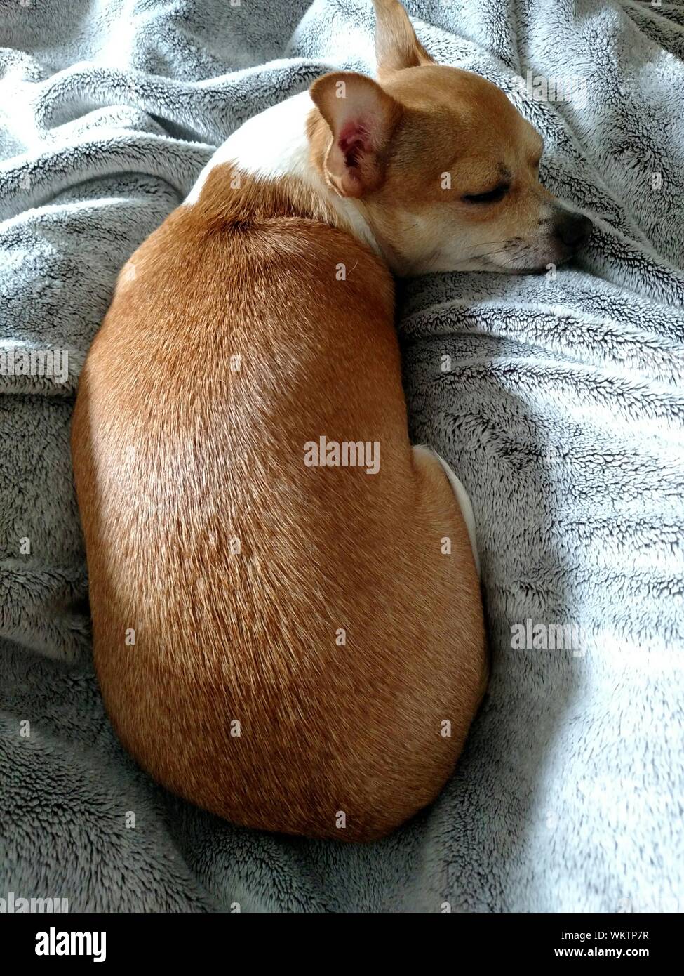 chihuahua sleeping