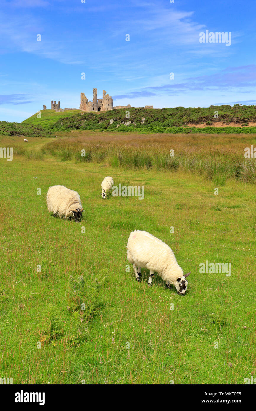 Sheep grazing by Dunstanburgh Castle on the Northumberland Coast Path near Craster, Northumberland, England, UK. Stock Photo