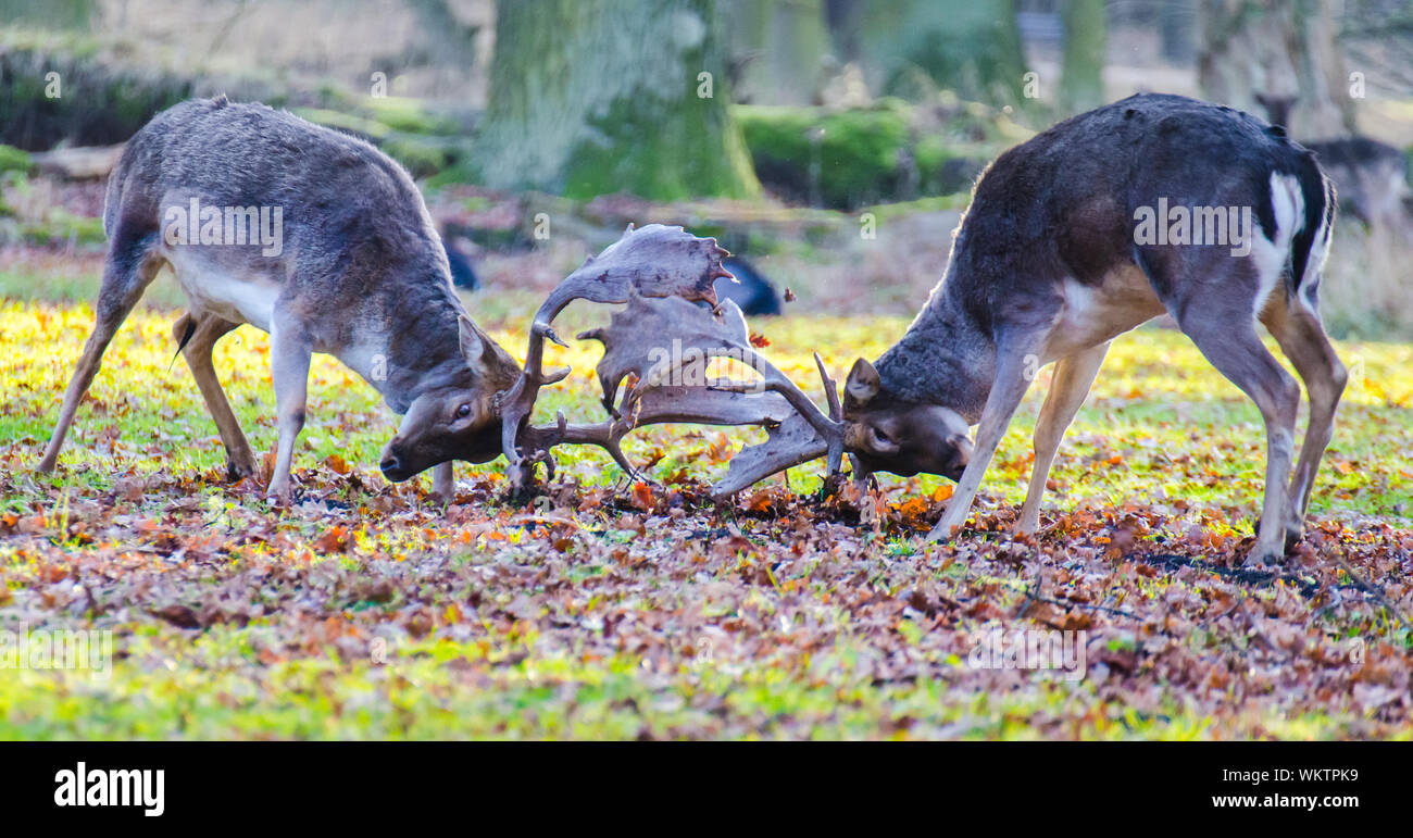 Two deer locking horns fighting hires stock photography and images Alamy