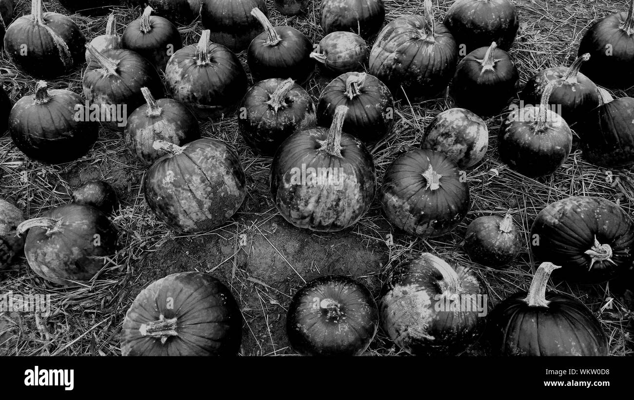 Group of pumpkins Black and White Stock Photos & Images - Alamy
