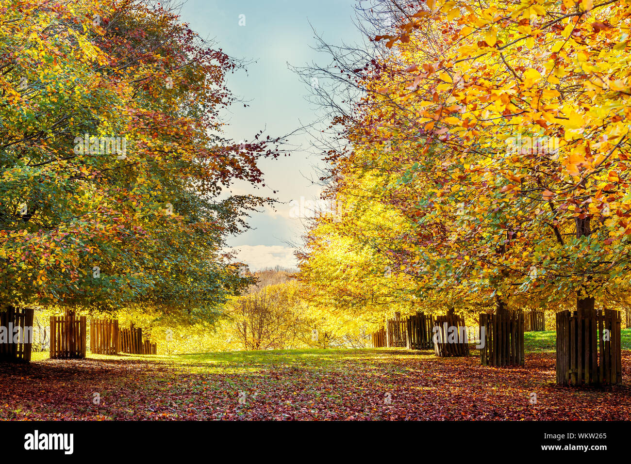 Autumn landscape. Colourful autumn trees with yellow leaves in English Park Stock Photo - Alamy