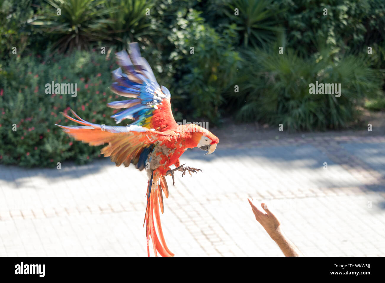 High Angle View Of Scarlet Macaw Flying Over Footpath Stock Photo