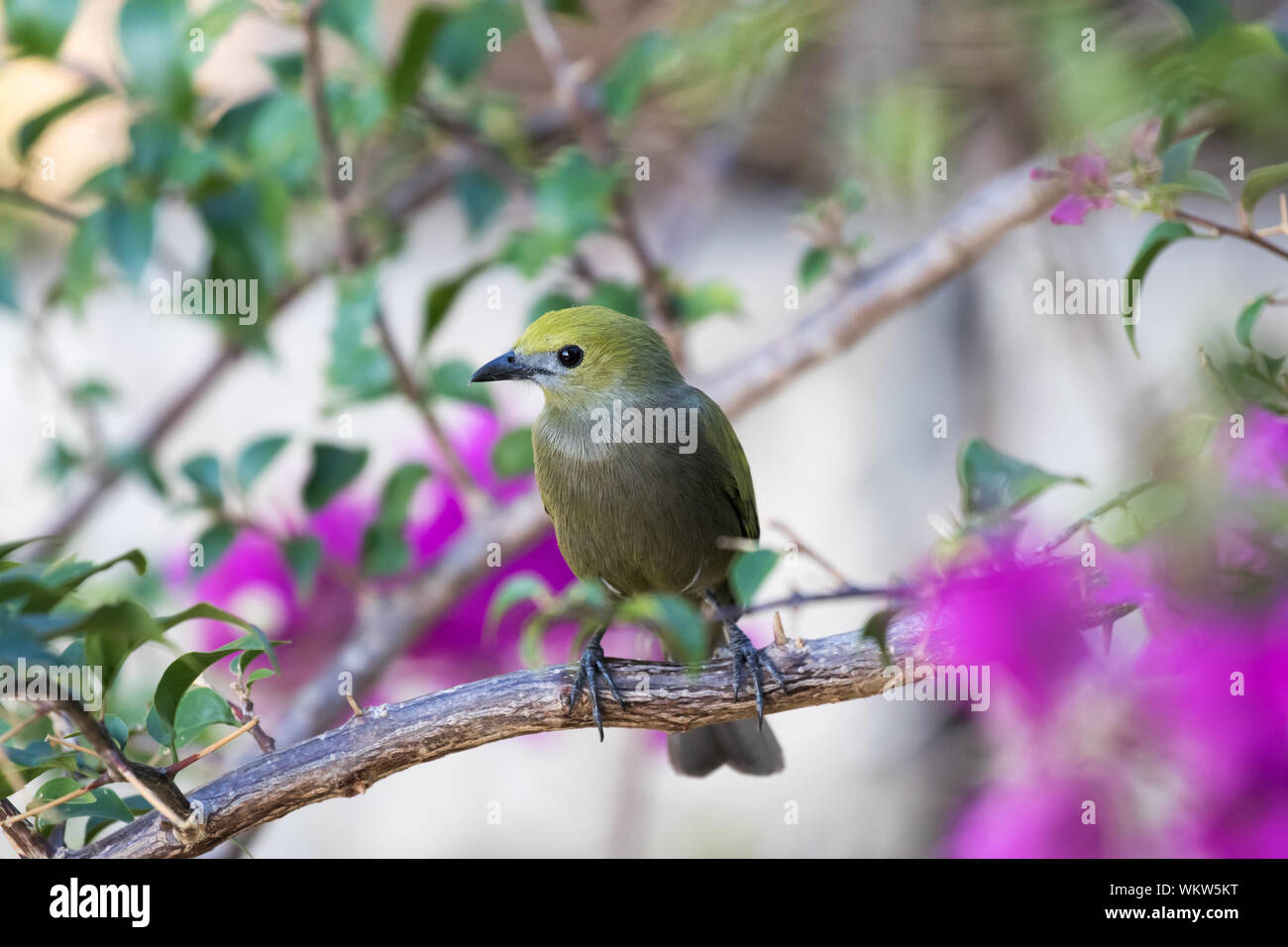 Palm Tanager (Thraupis palmarum) Stock Photo