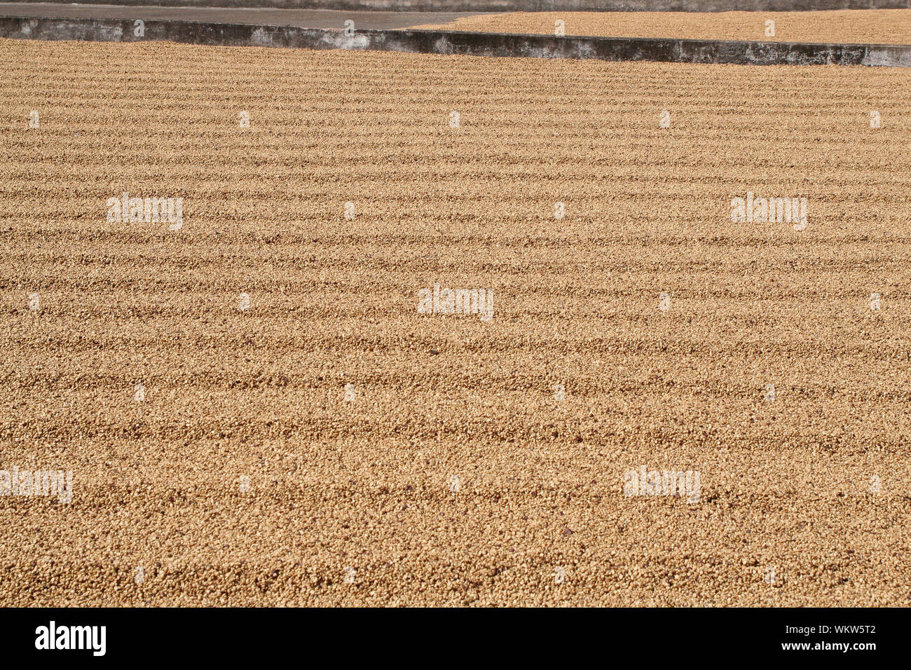 Coffee bean drying in a yard Sundried coffee natural coffee drying