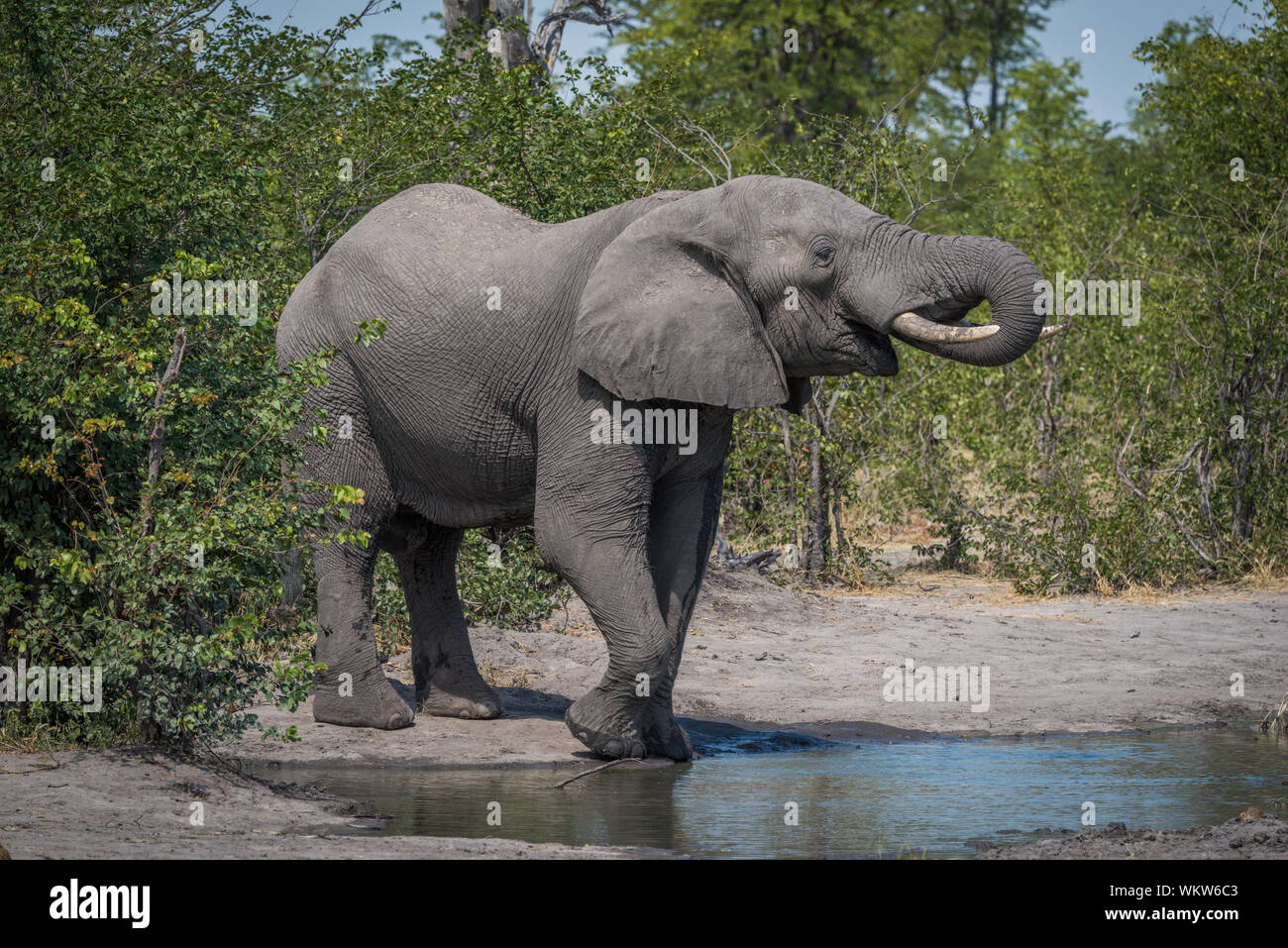 Elephant Drinking Water From Pond In Forest Stock Photo