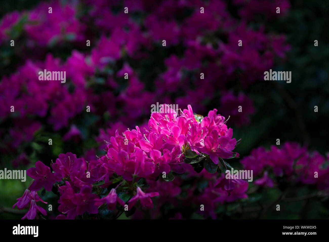 Close-up Of Pink Azaleas Growing Outdoors Stock Photo