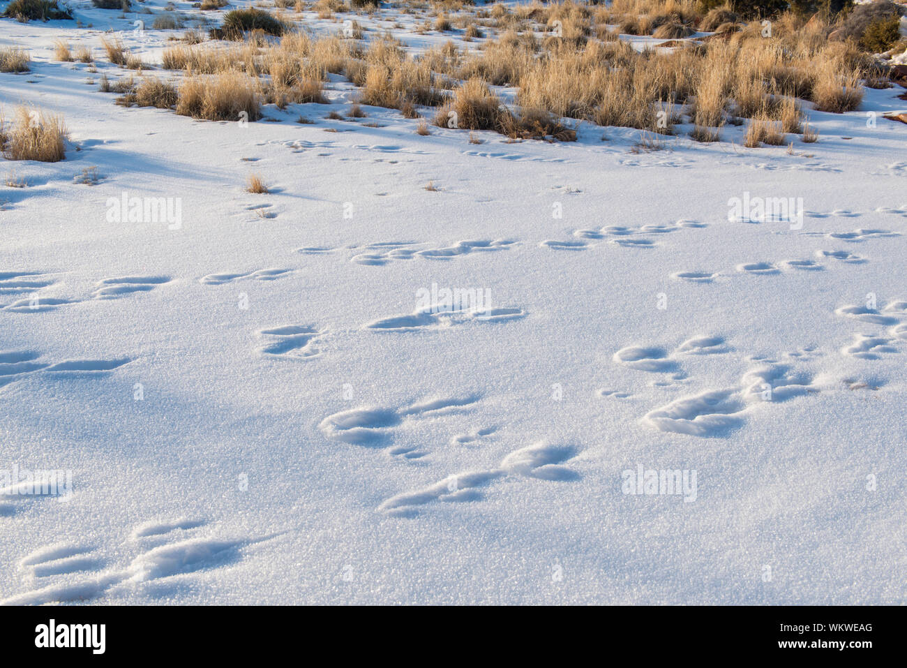 Rabbit tracks in winter, Dead Horse Point State Park, Utah, USA Stock ...