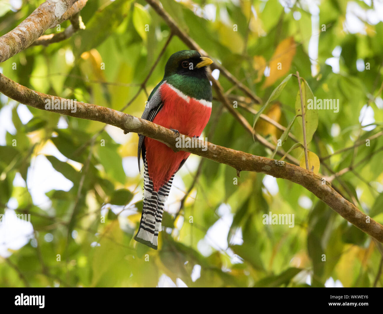 Collard Trogon (Trogon collaris) Stock Photo