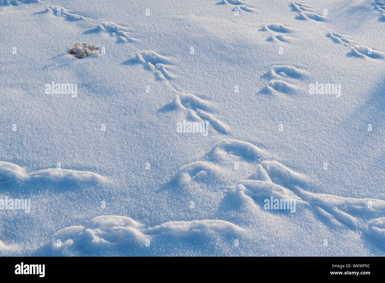 Rabbit tracks in winter, Dead Horse Point State Park, Utah, USA Stock ...