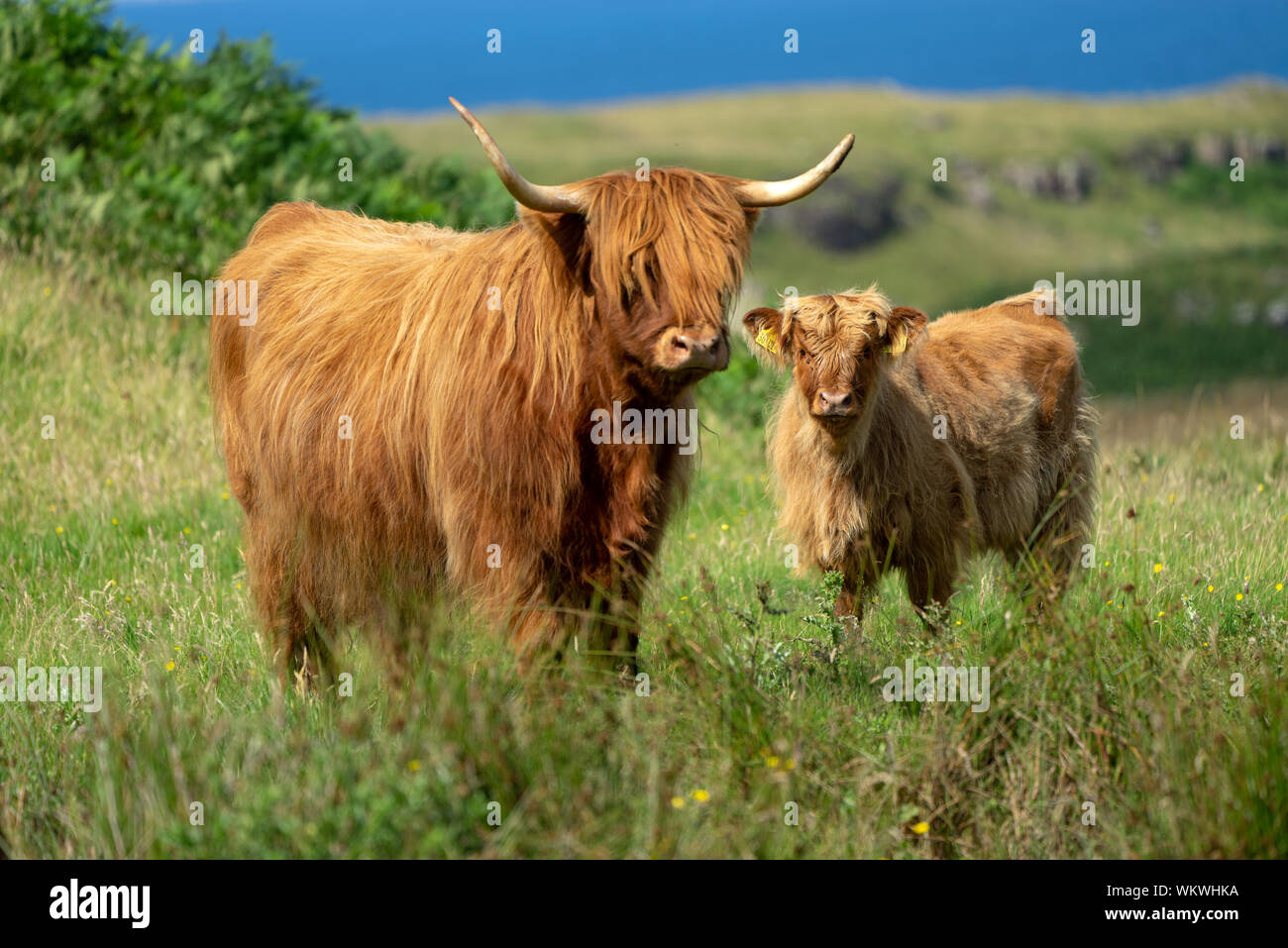 Highland cattle family on Isle of Mull, Scotland Stock Photo - Alamy