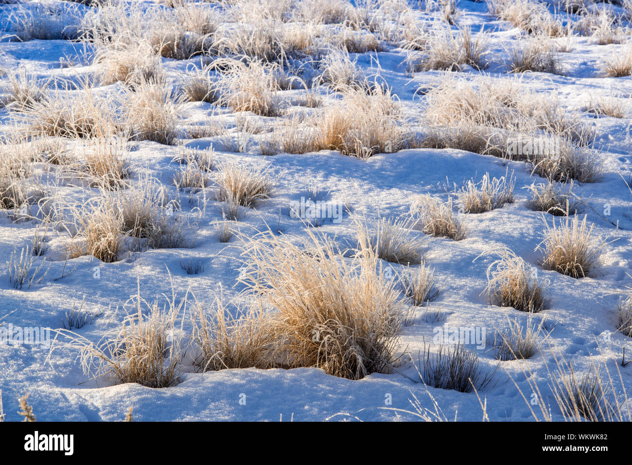 Arid rangeland hi-res stock photography and images - Alamy