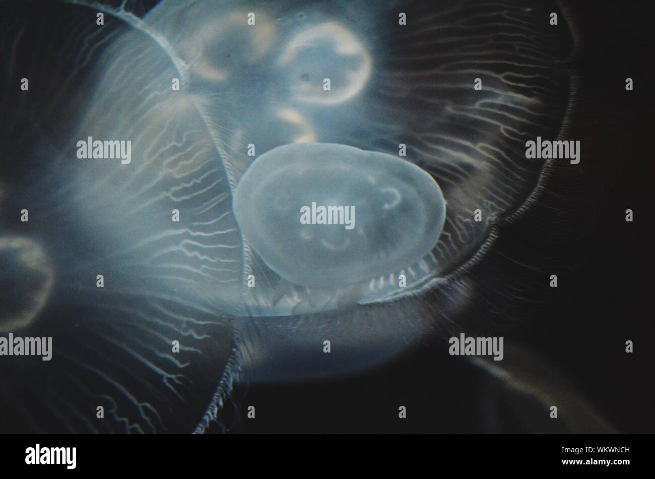Close-up Of Moon Jellyfish Swimming In Aquarium Stock Photo