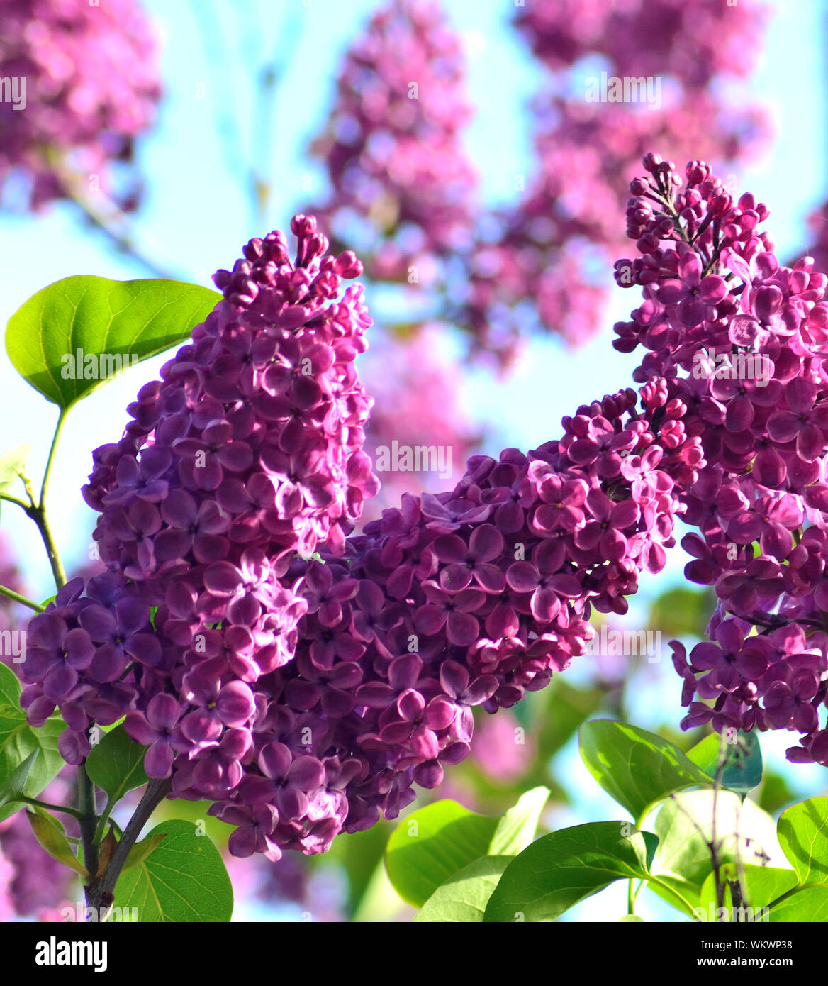 Close-up Of Purple Flowers Stock Photo