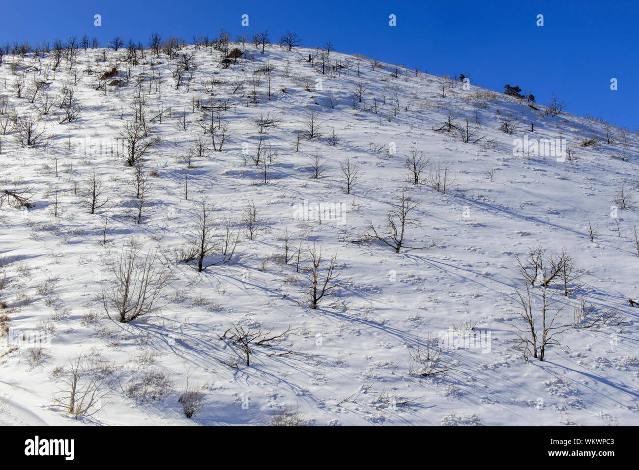 Burned trees in winter on the slopes of the La Sal mountains, Manti La Sal National Forest, Utah, USA Stock Photo