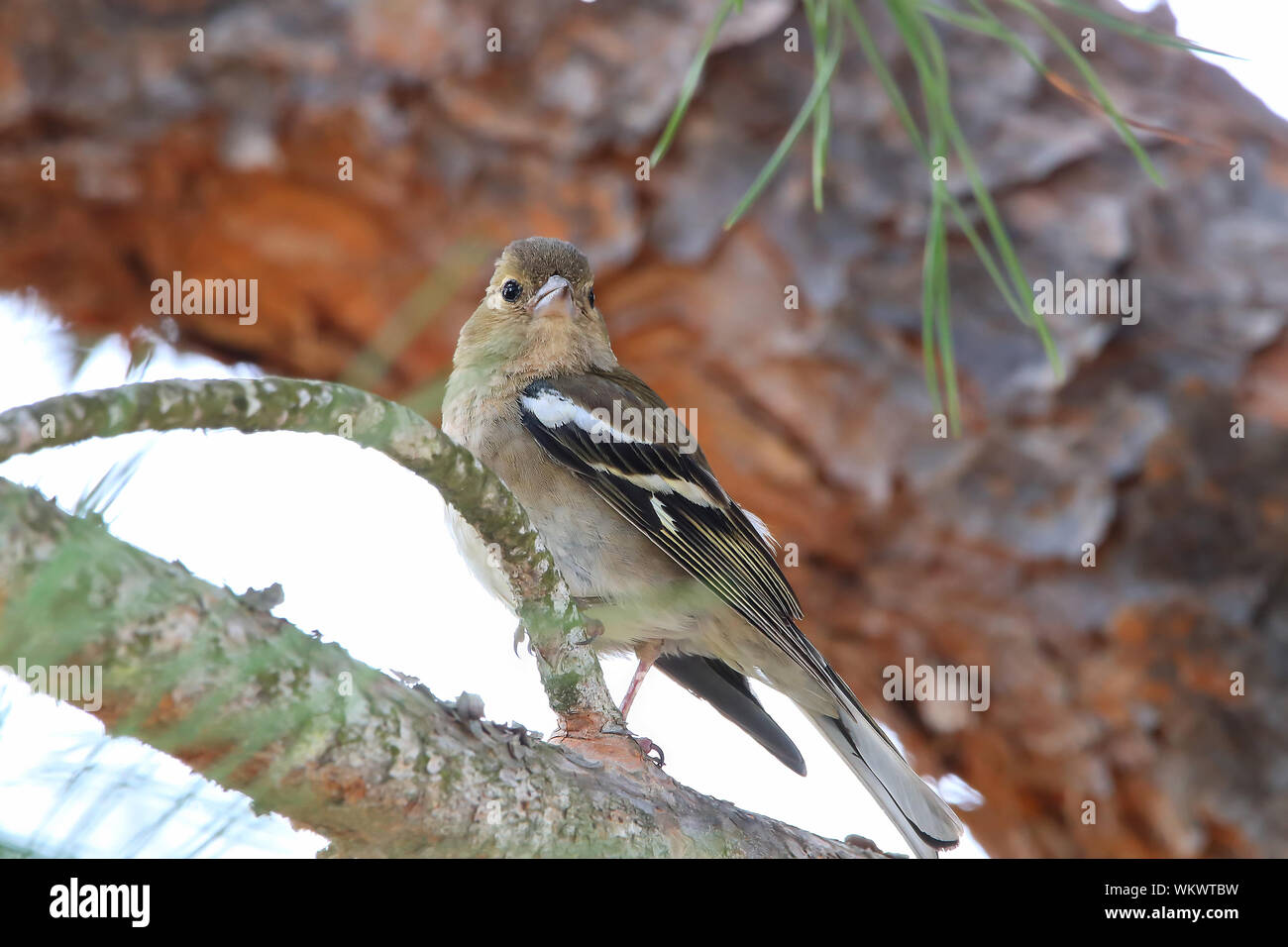 sparrow in Donana Natural Park and nature reserve. Palace of Acebron in Huelva, Andalusia Spain Stock Photo