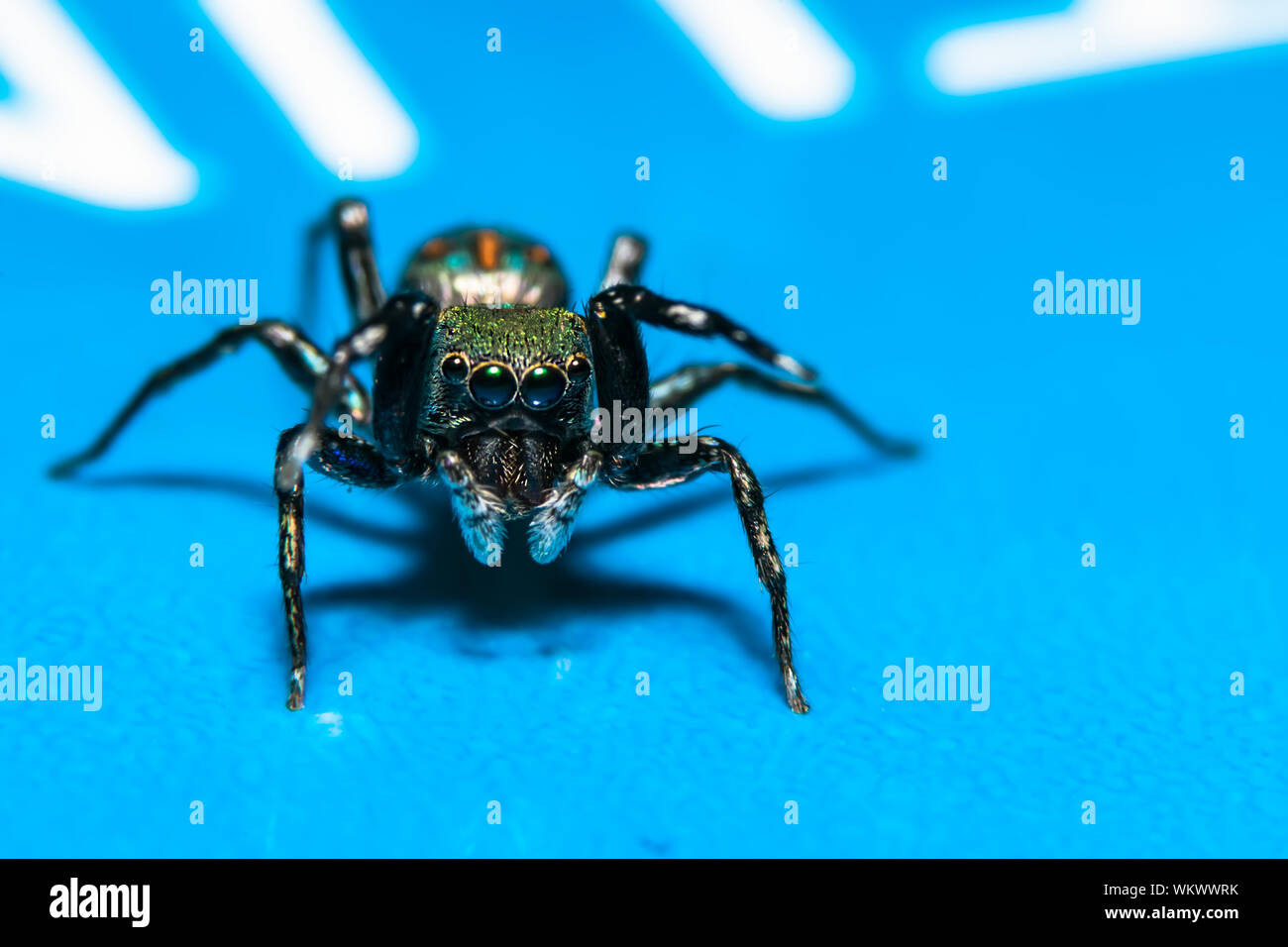 Blue jumping spider hi-res stock photography and images - Alamy