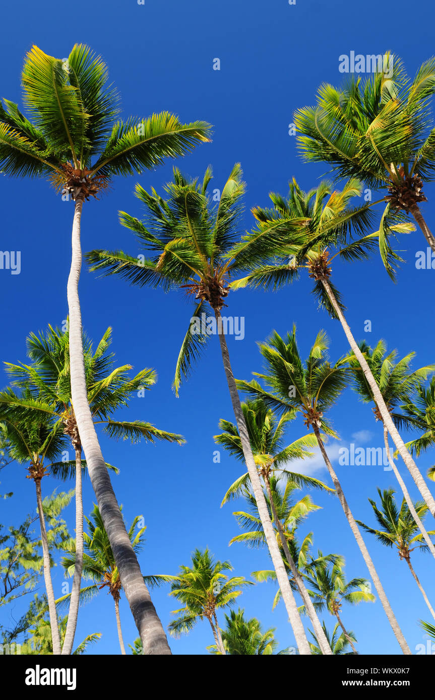 Lush green palm trees on blue sky background Stock Photo - Alamy