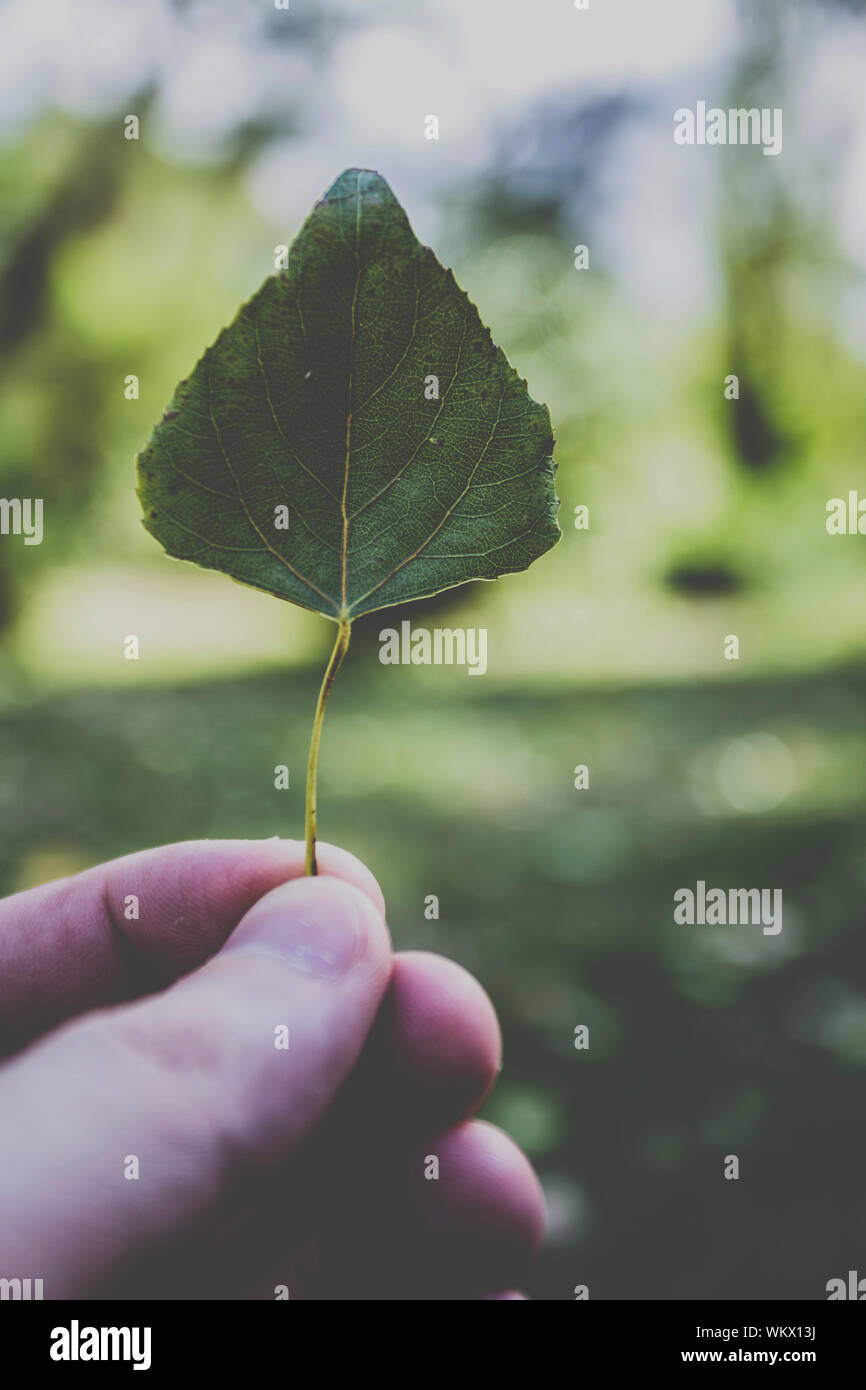Hand and leaf hires stock photography and images Alamy