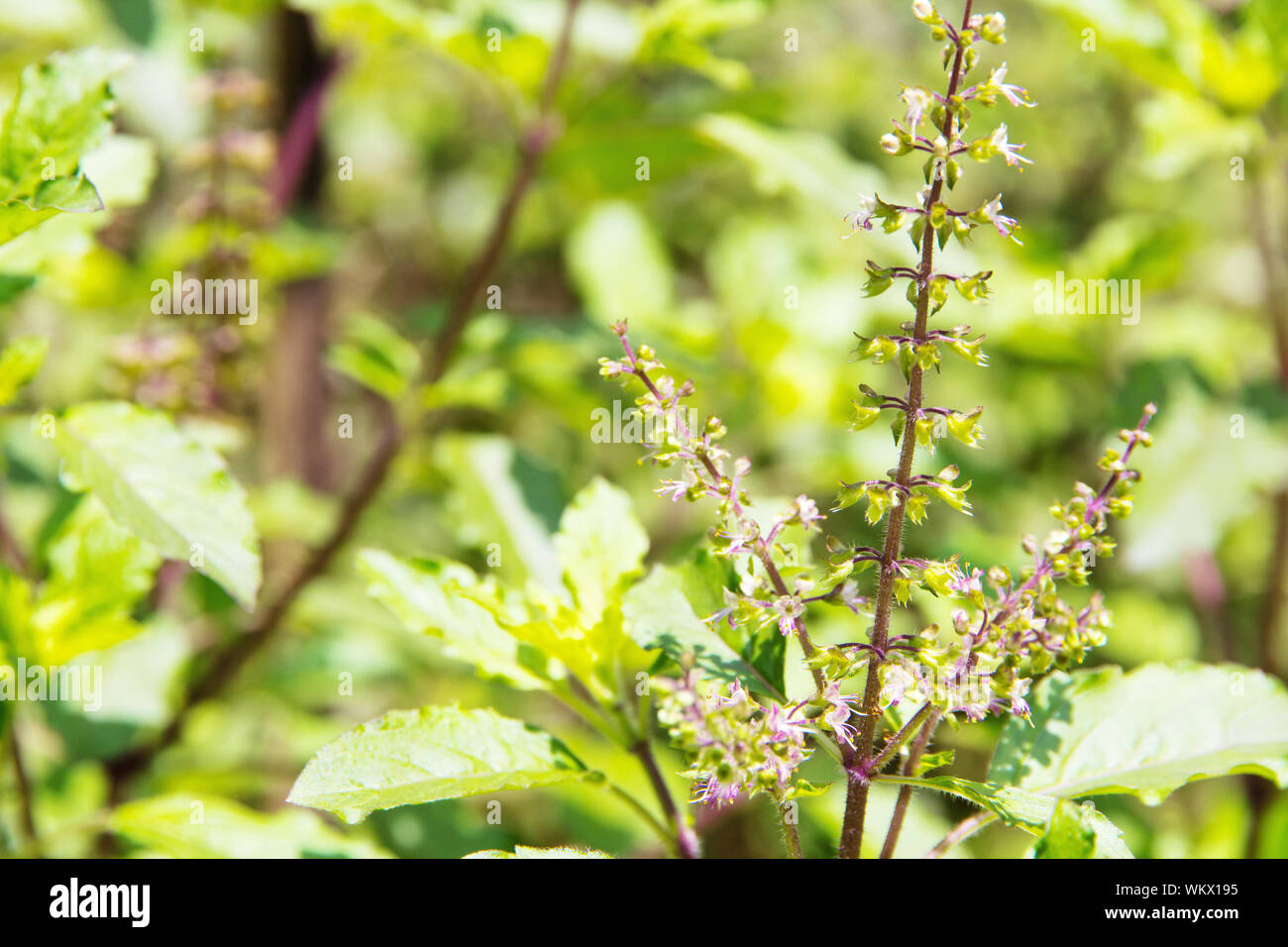 Basil herb plants Stock Photo Alamy