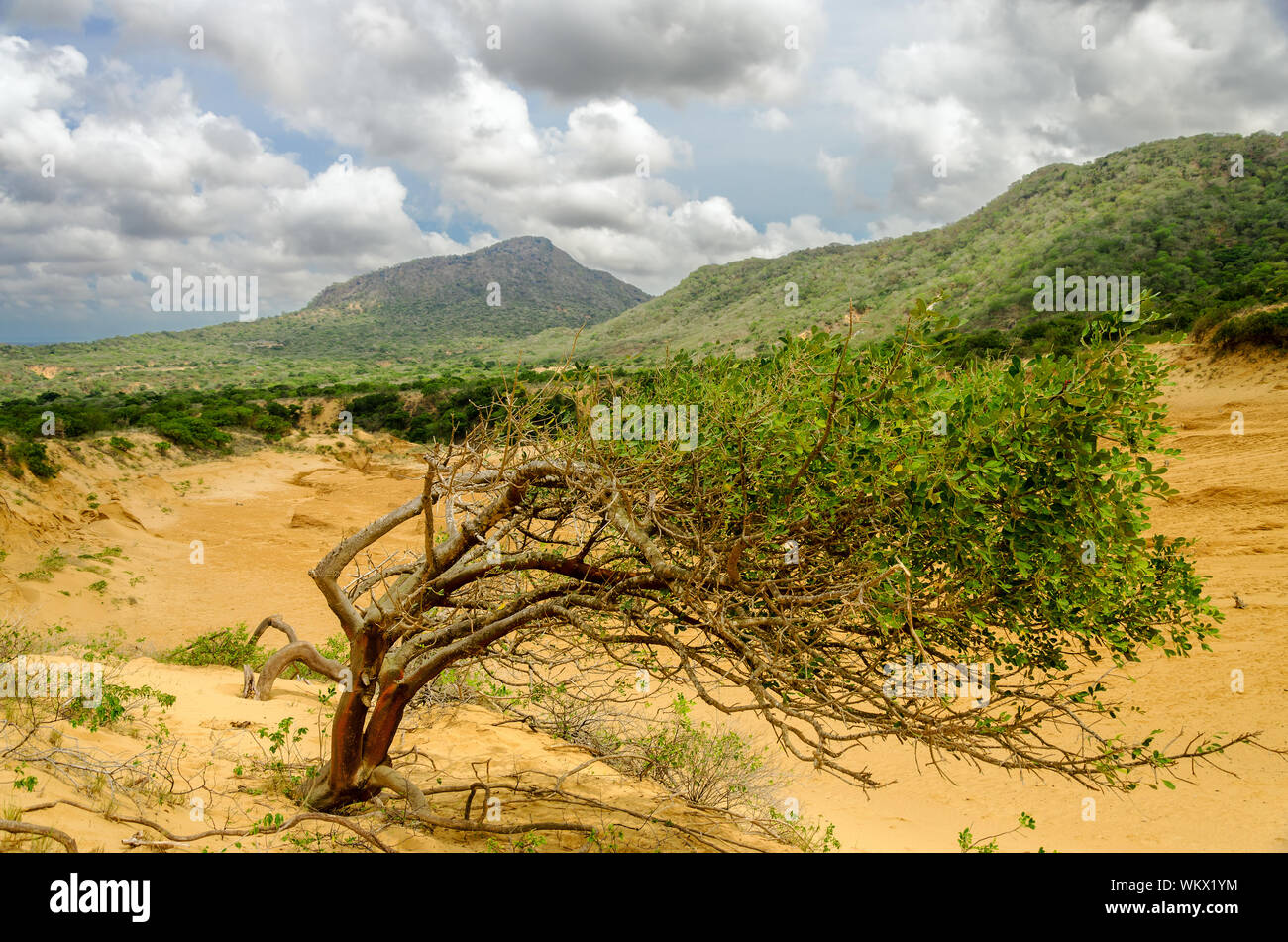 Bent Tree On Sand Against Cloudy Sky At Macuira National Park Stock Photo