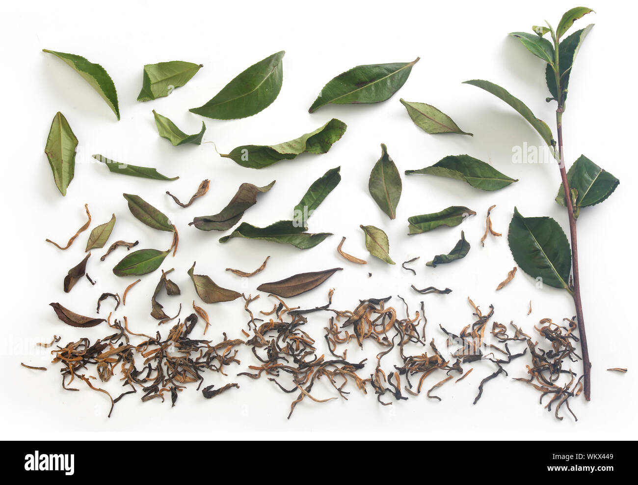 Tea branch and leaves with dried tea Stock Photo Alamy