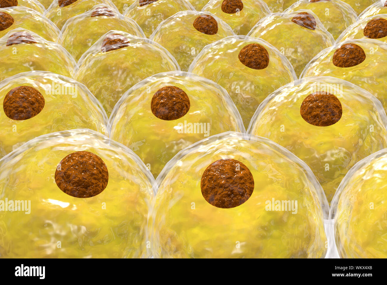 Healthy white human fat cells also known as adipocytes 3d illustration Stock Photo