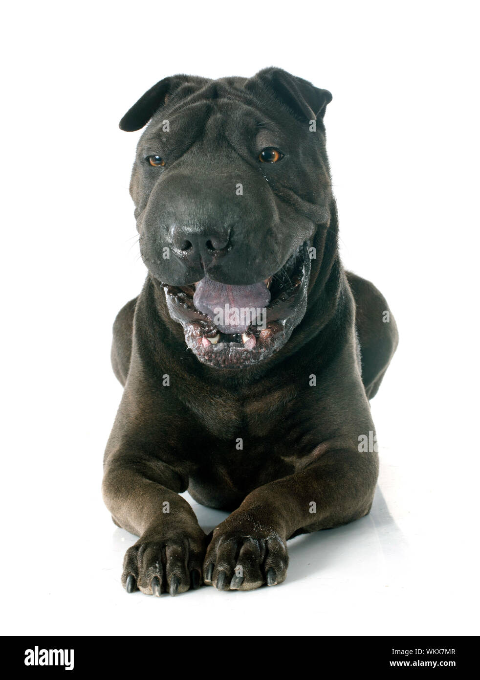 female shar pei in front of white background Stock Photo