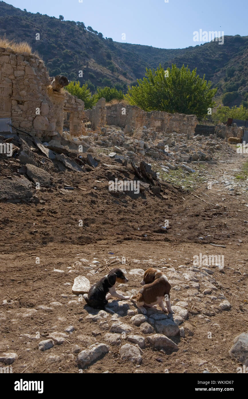 Puppies in the abandoned village of Souskioú, Cyprus Stock Photo