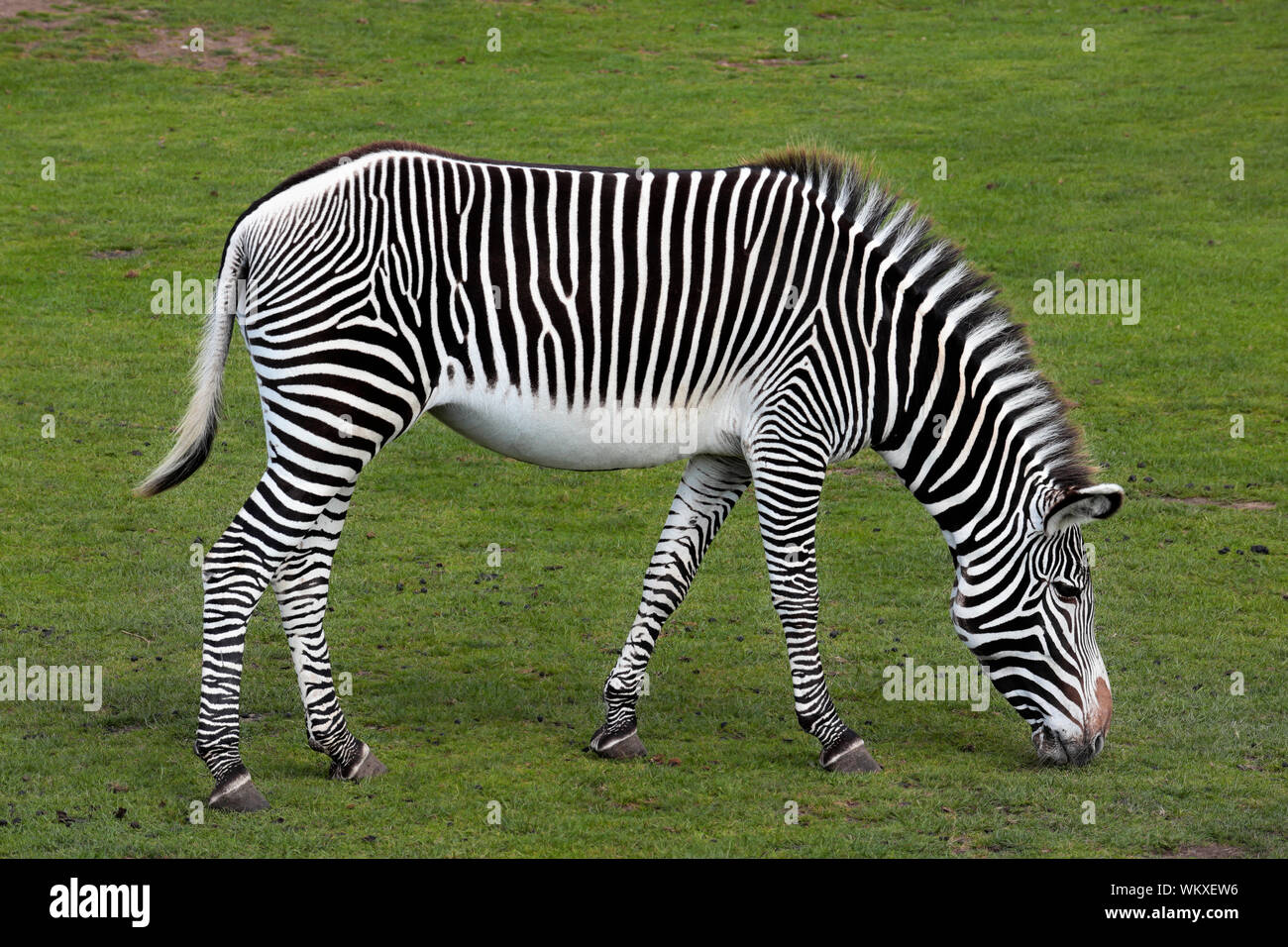 Grévy's zebra - imperial zebra - Equus grevyi grazing Stock Photo