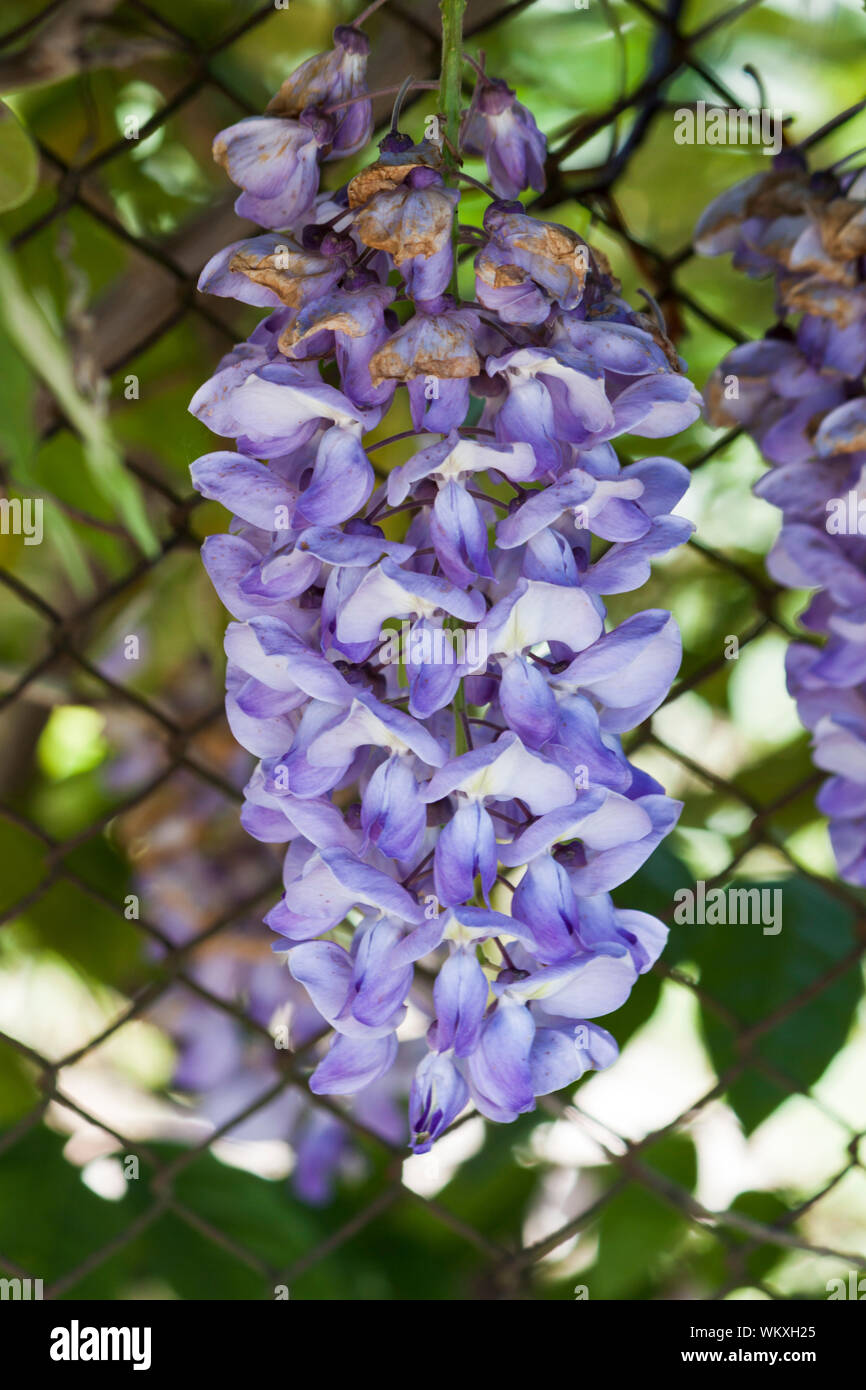 Close-up view on violet flowers - photography Stock Photo