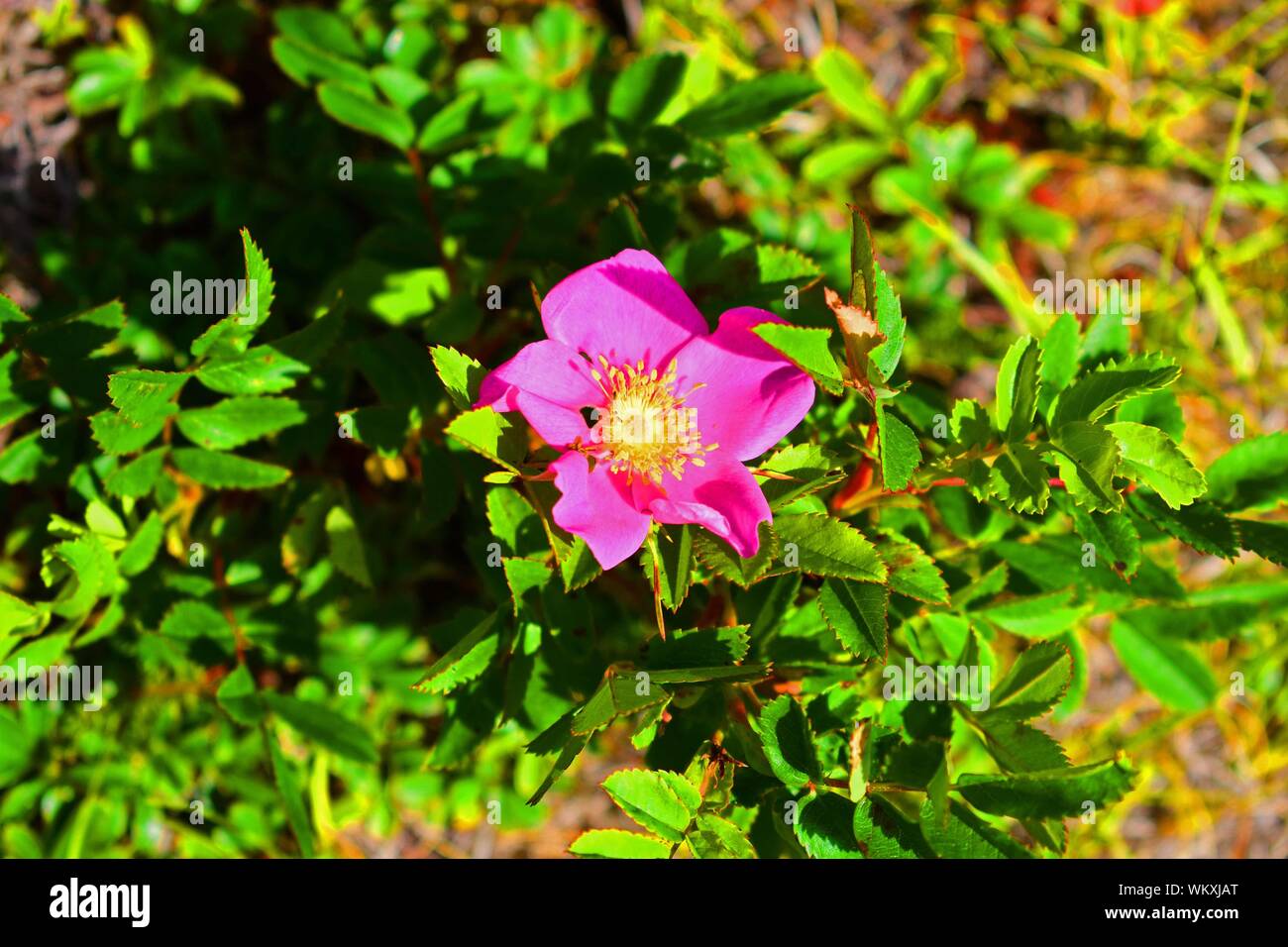 Beautiful pink flower in a canadian national park. Stock Photo