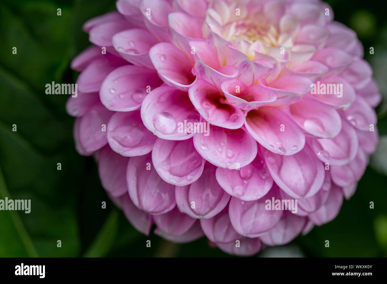 Close up of pink Dahlia (Asteroideae) covered in waterdrops Stock Photo