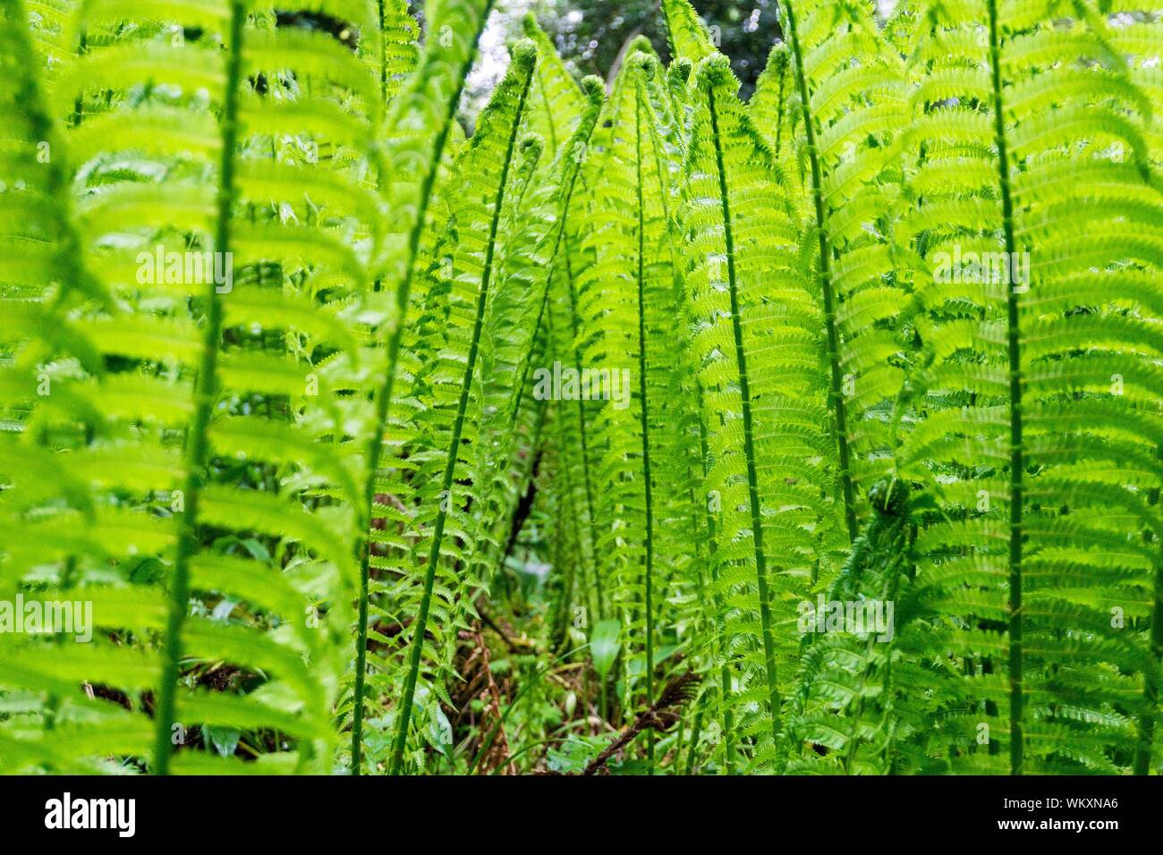 Ferns growing woodland hi-res stock photography and images - Alamy
