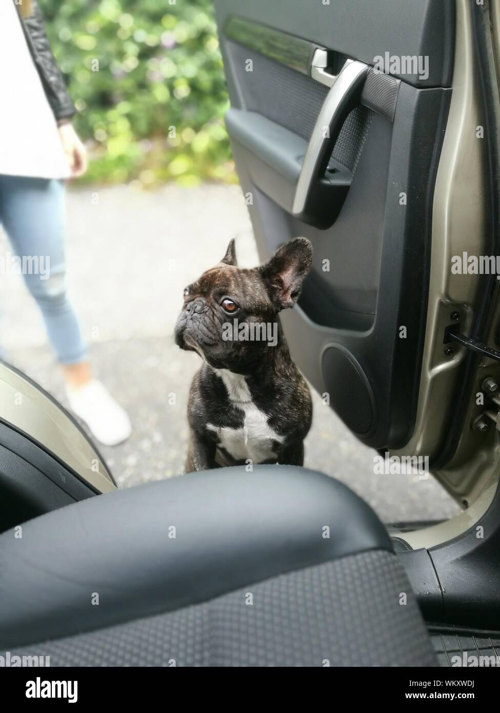 dog car seat french bulldog
