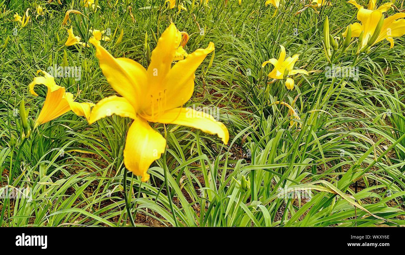 Lilies Of The Field High Resolution Stock Photography and Images - Alamy