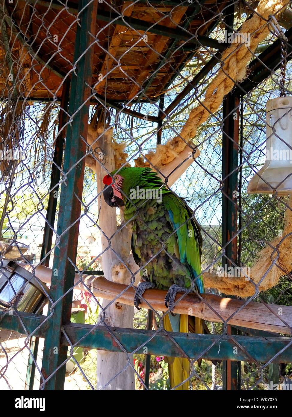 Parrot in cage hires stock photography and images Alamy