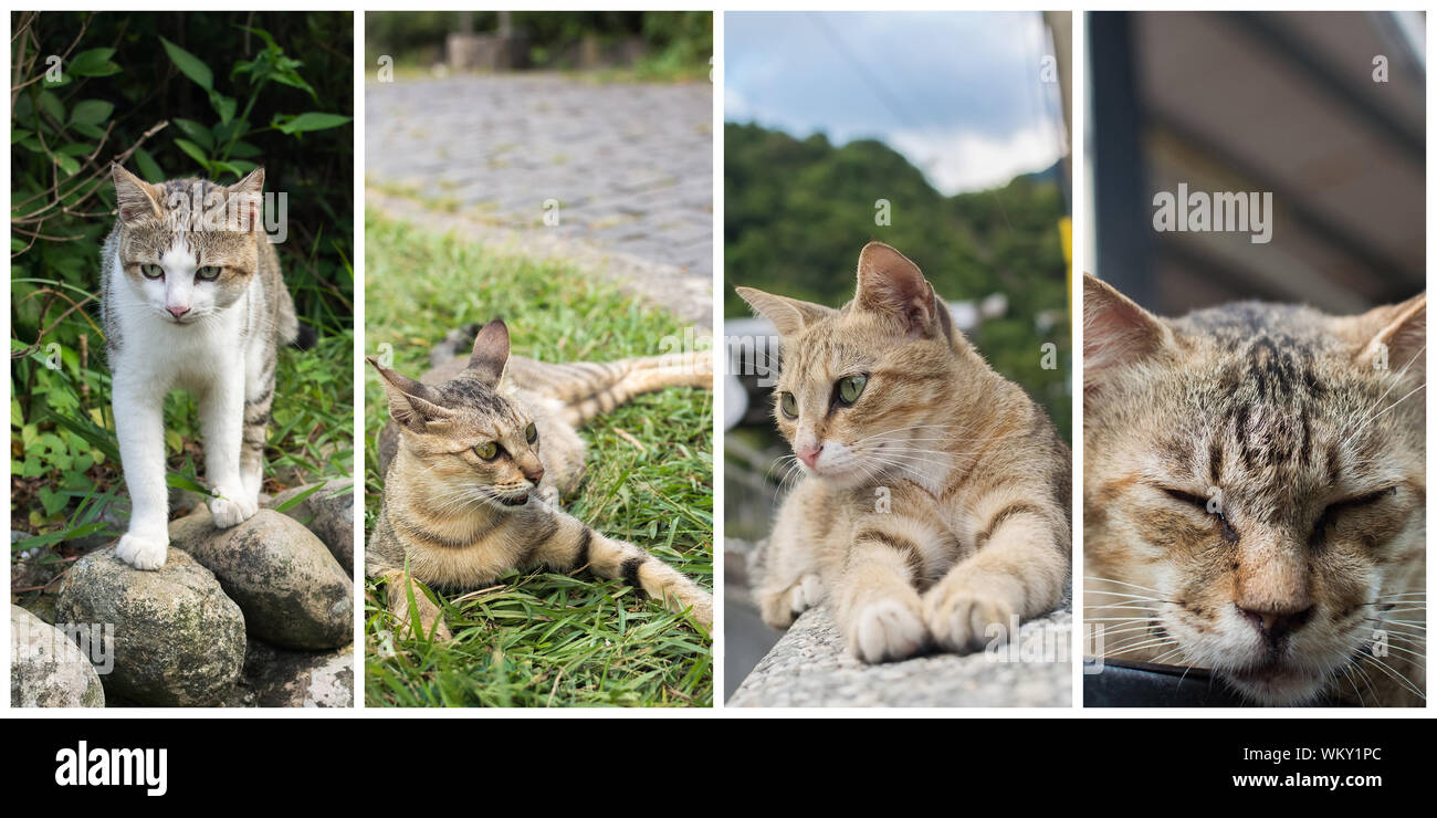 Collection of cat on the street in daytime Stock Photo - Alamy