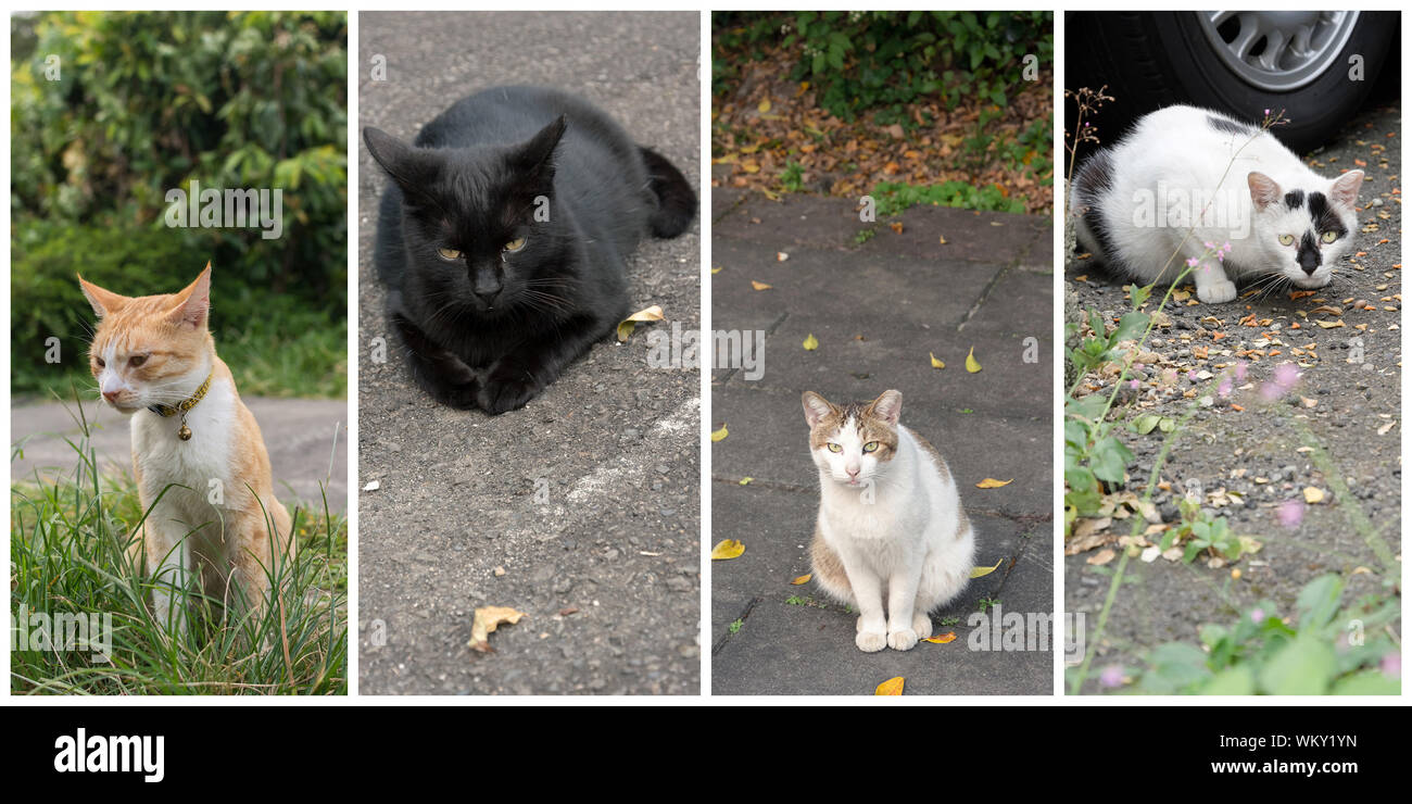 Collection of cat on the street in daytime Stock Photo - Alamy
