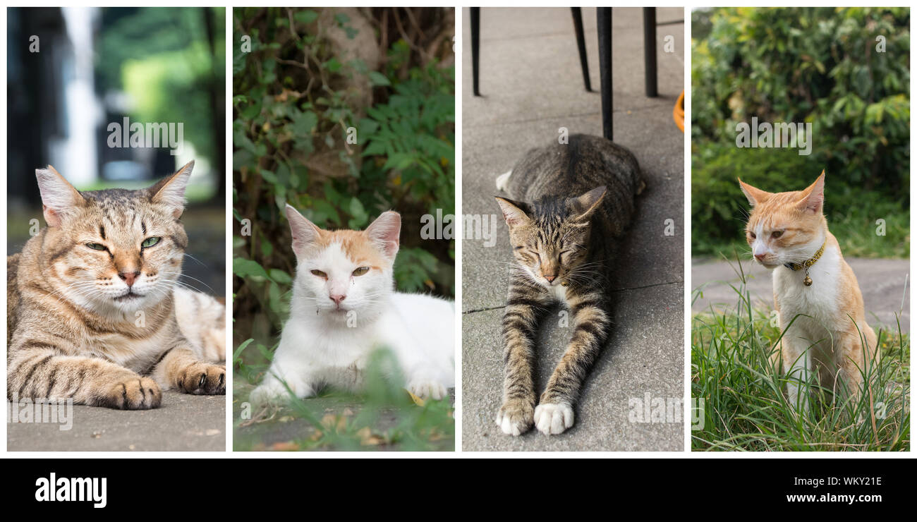 Collection of cat on the street in daytime Stock Photo - Alamy