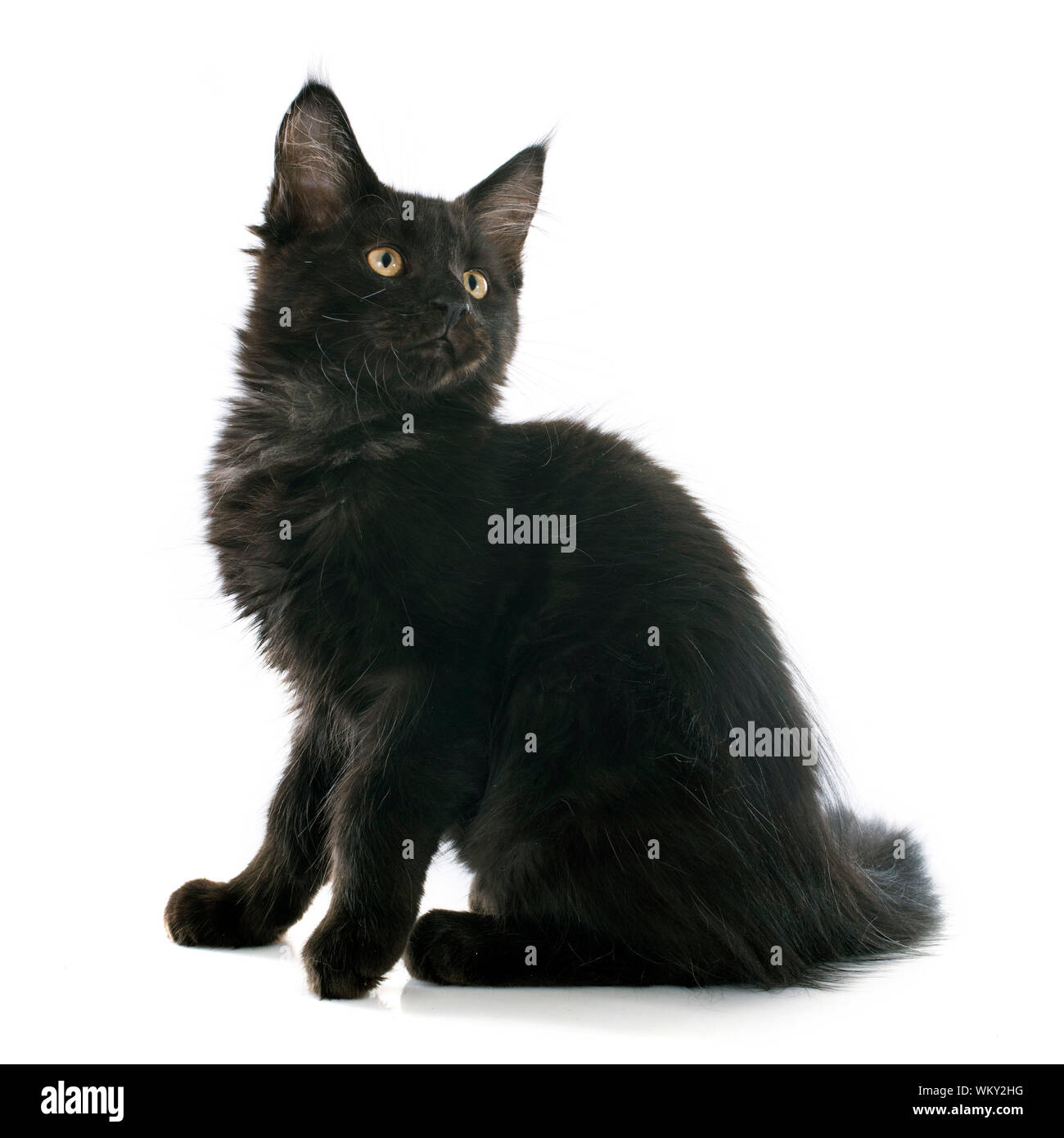 portrait of a purebred maine coon kitten on a white background Stock