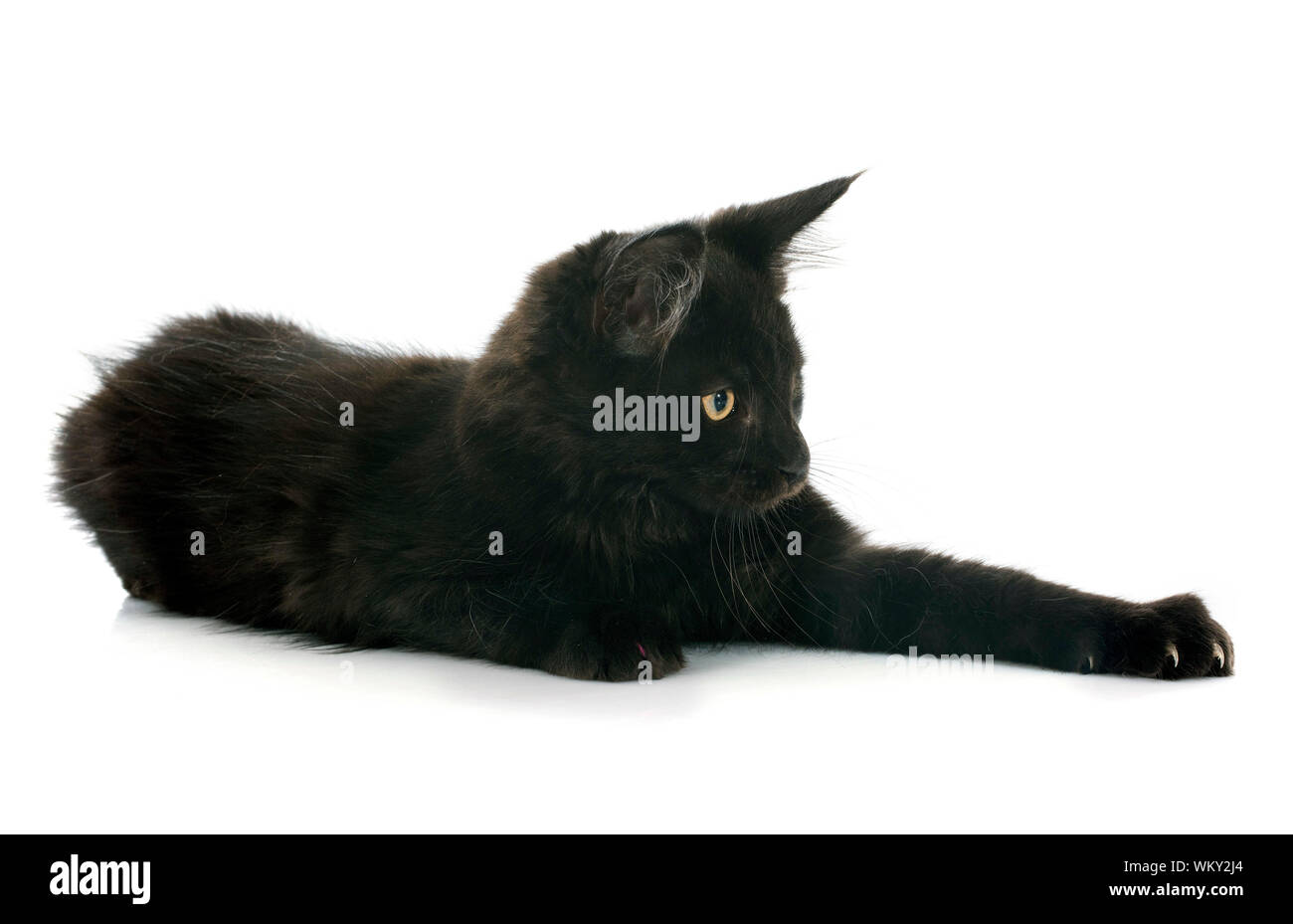 portrait of a purebred maine coon kitten on a white background Stock