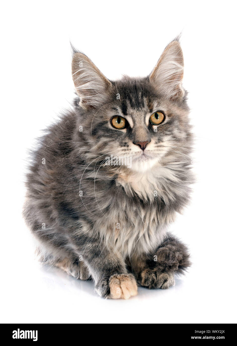 portrait of a purebred maine coon kitten on a white background Stock ...