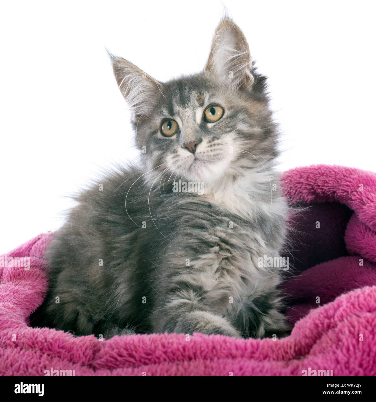 portrait of a purebred maine coon kitten on a white background Stock