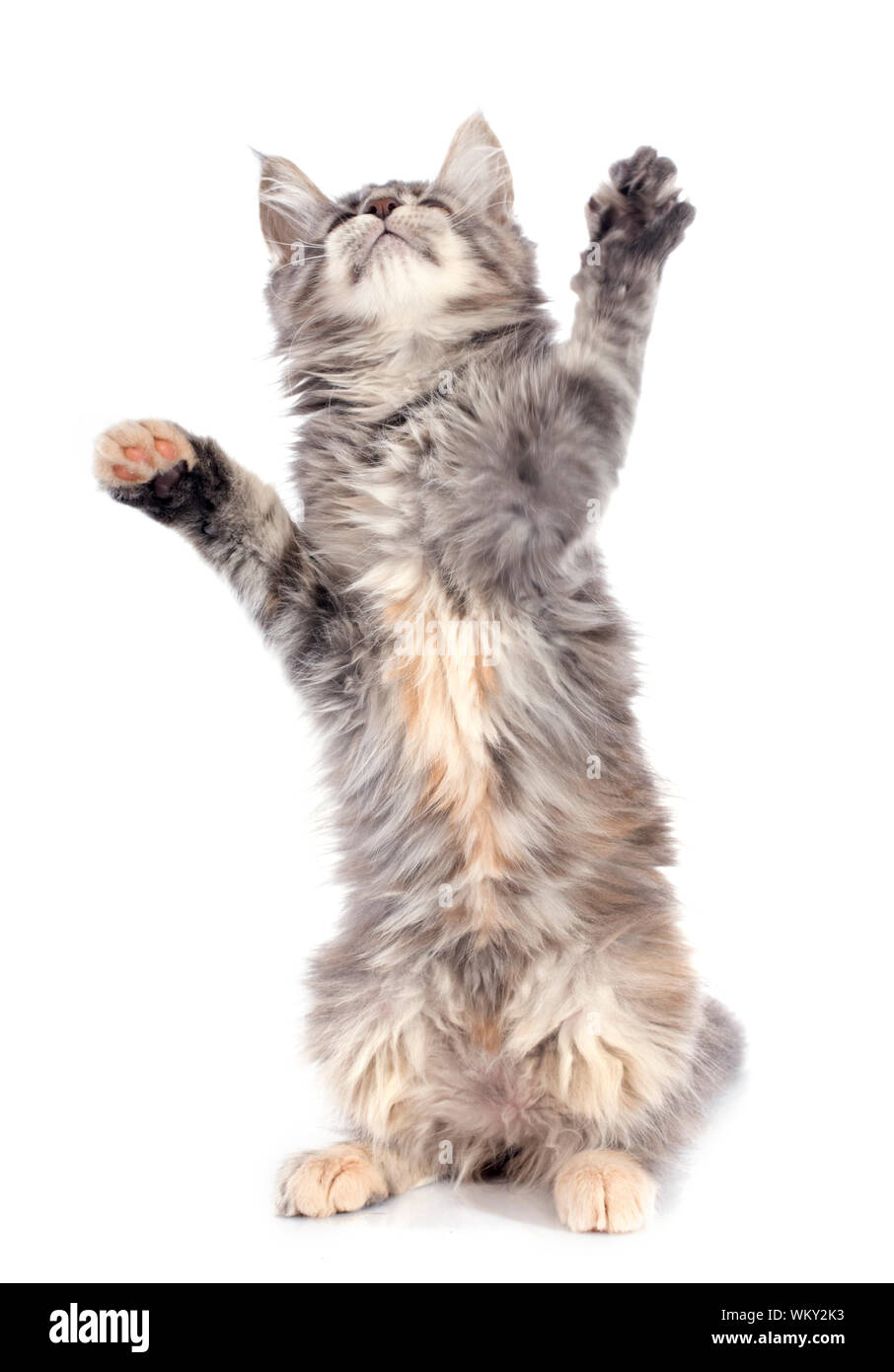 portrait of a purebred maine coon kitten on a white background Stock