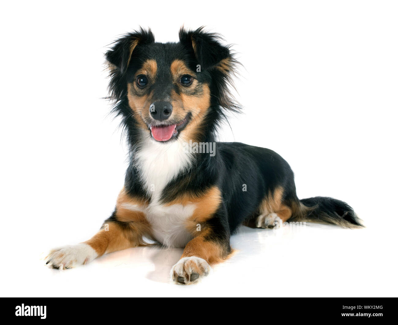 Shetland sheepdog mix hi-res stock photography and images -