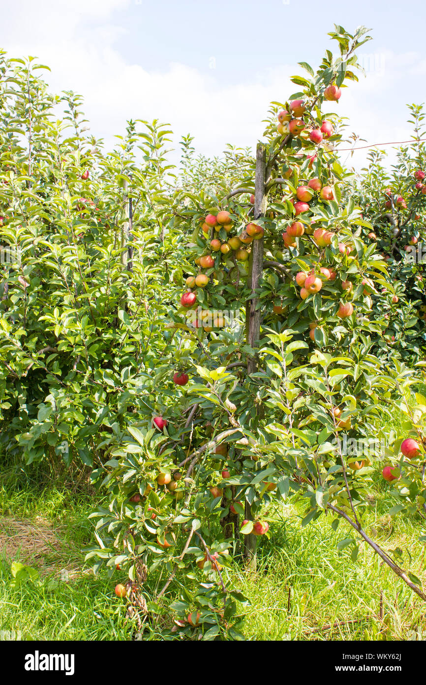 Red apples on apple tree branch Stock Photo - Alamy