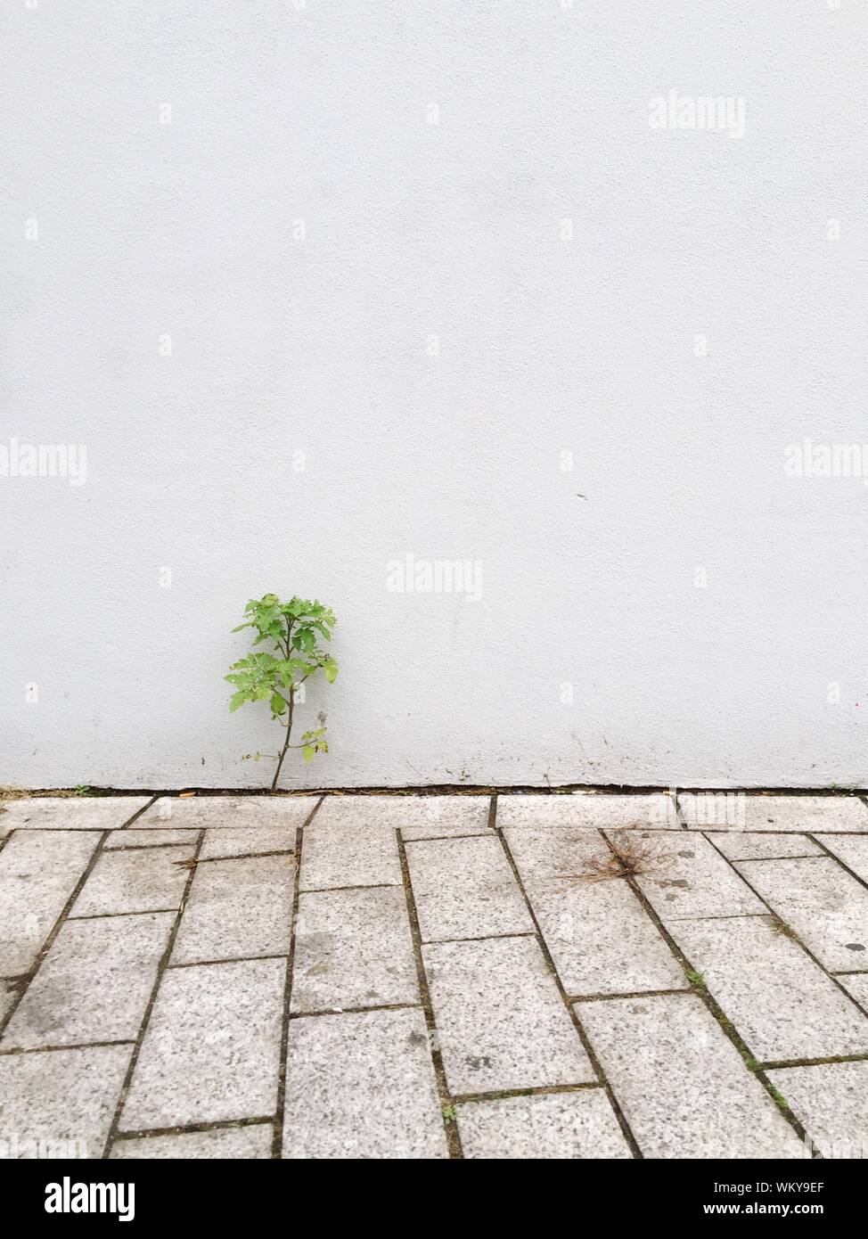 Plants growing stone wall architecture hires stock photography and