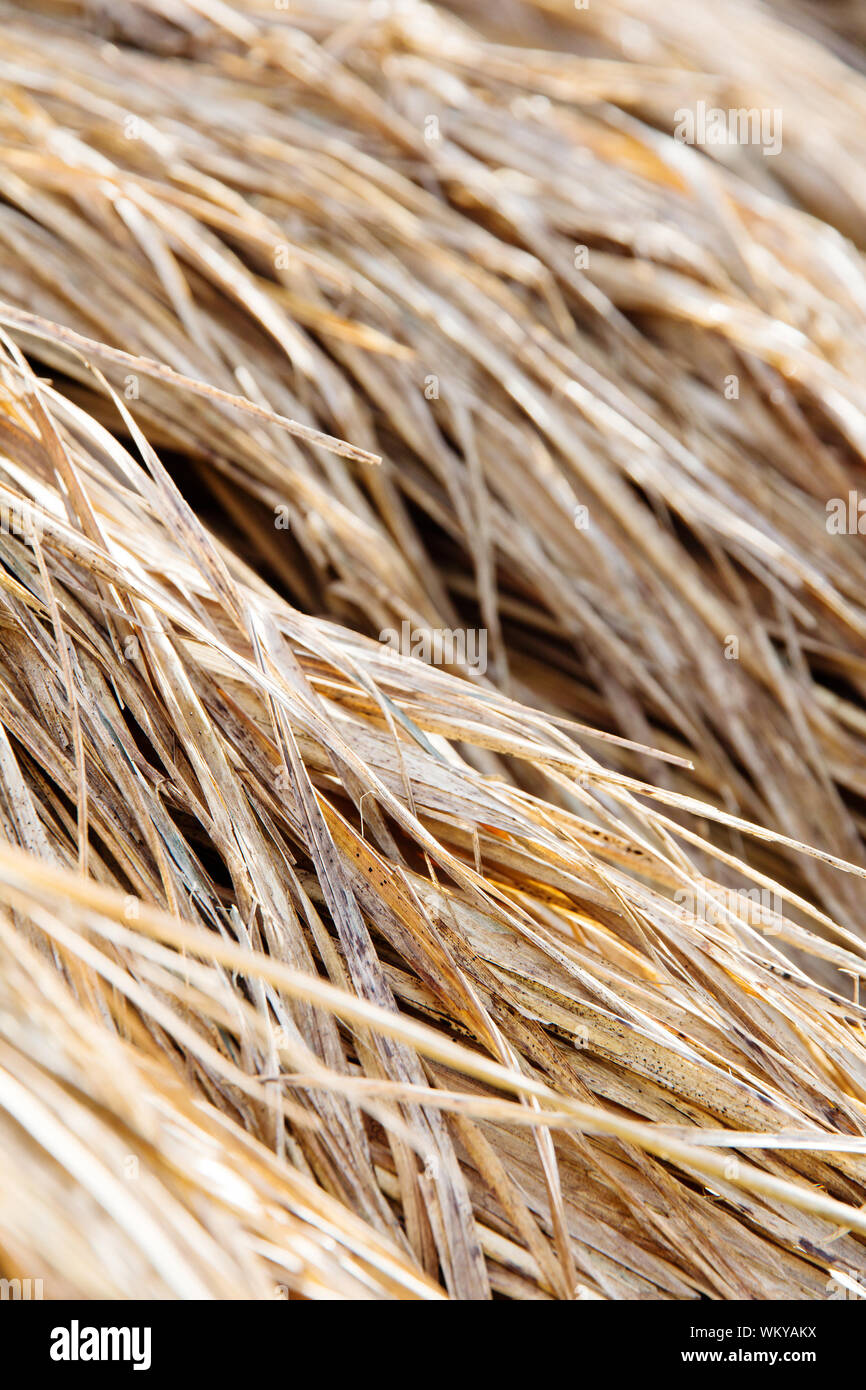 rice straw in farm Stock Photo Alamy