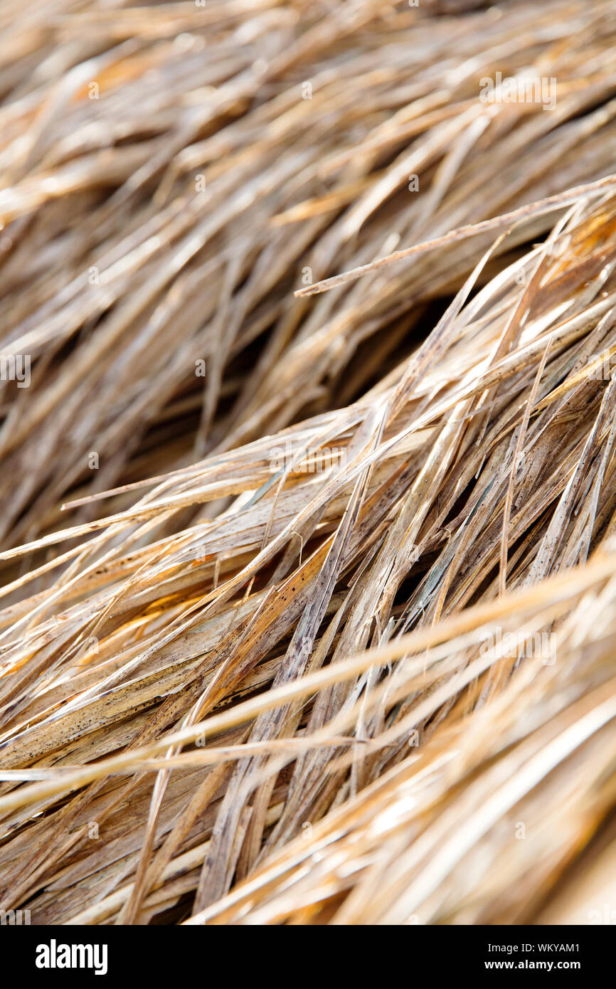 rice straw in farm Stock Photo